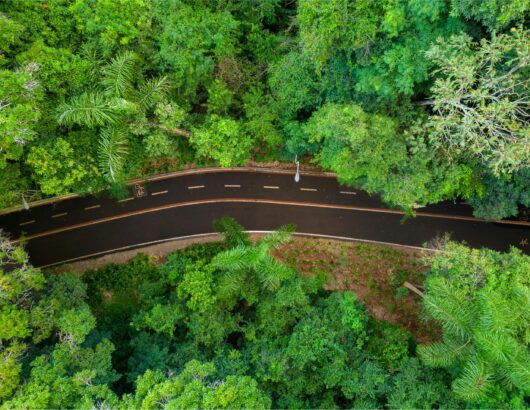 The image of the road in the forest